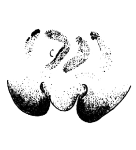 speciesimage
