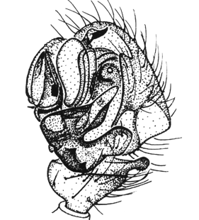 speciesimage