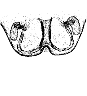 speciesimage