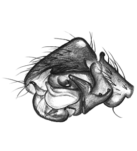 speciesimage