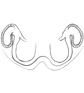 speciesimage