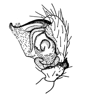 speciesimage