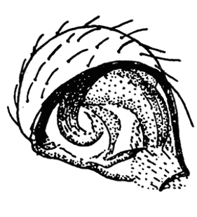 speciesimage