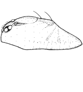 speciesimage