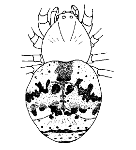 speciesimage