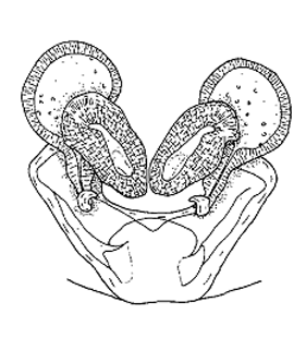 speciesimage