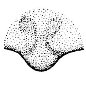 speciesimage