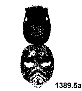 speciesimage