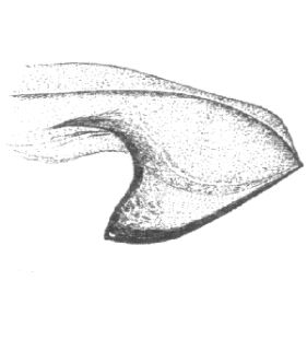 speciesimage