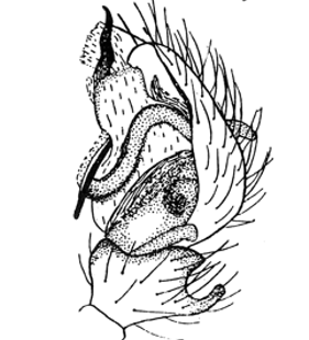 speciesimage
