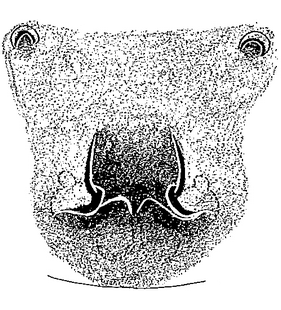 species