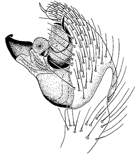 species