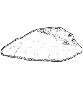 species