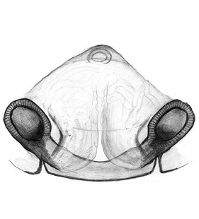 speciesimage