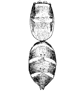 speciesimage