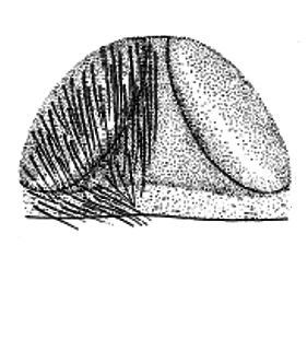 speciesimage