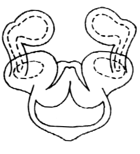 speciesimage