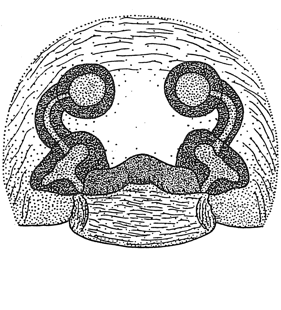 speciesimage