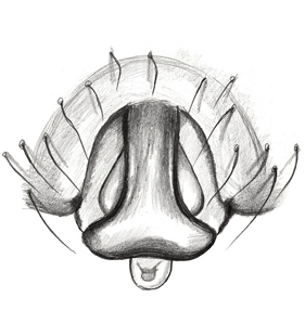 speciesimage