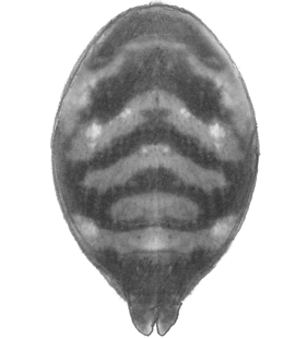 speciesimage