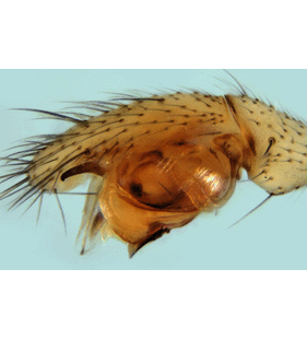 species