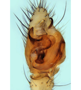 species