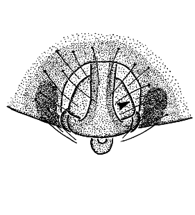 speciesimage