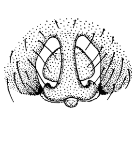 speciesimage