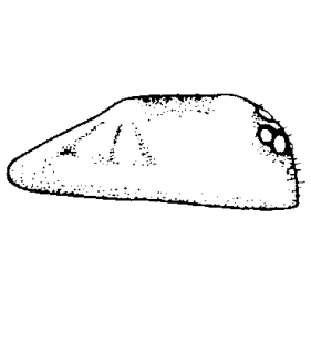 speciesimage