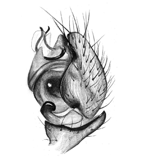 speciesimage