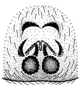 speciesimage