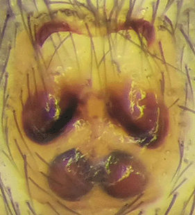 species