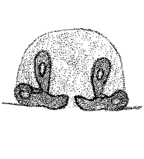 speciesimage