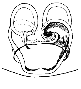 speciesimage