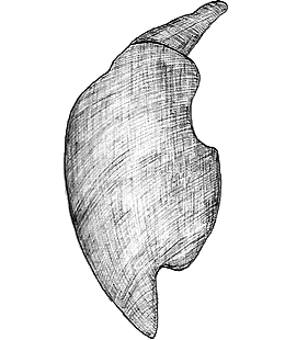 species