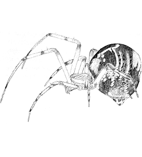 species