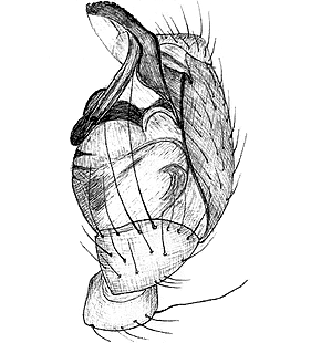 species