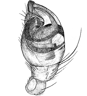 species