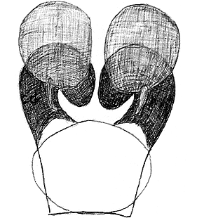 species