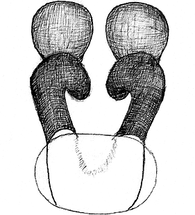 species