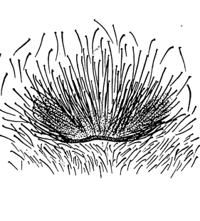 speciesimage