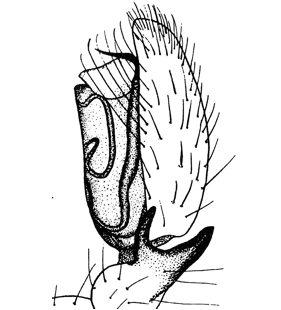speciesimage