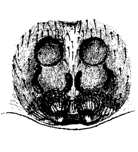 speciesimage