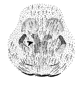 speciesimage