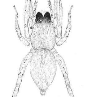 species