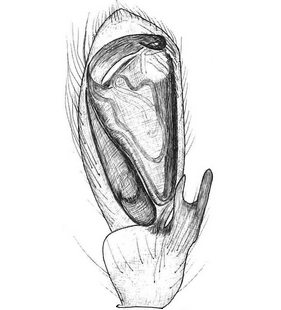 species