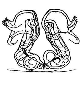 speciesimage