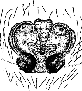speciesimage