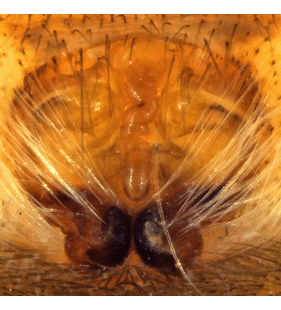 species