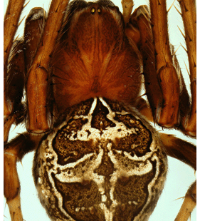 species